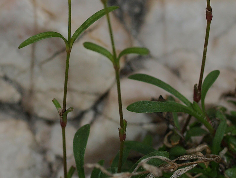 Caryophyllacea: Silene pusilla